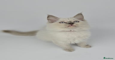Ragdoll cats - Advert 16
