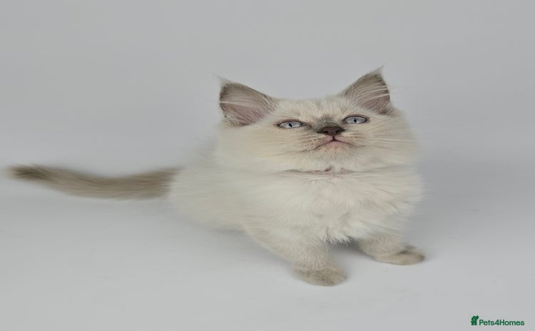 Ragdoll cats - Advert 6