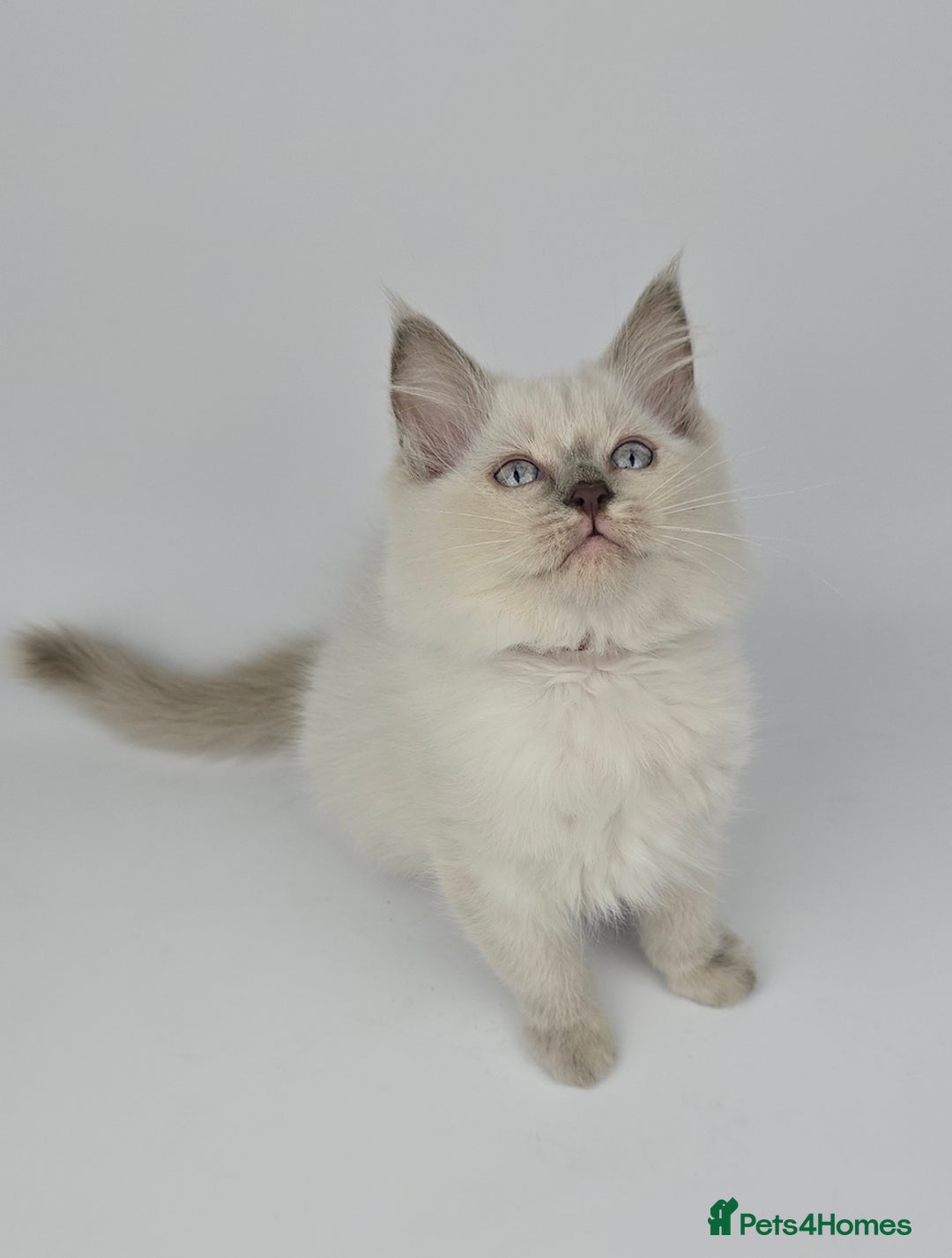 Ragdoll cats for sale: 🤍 STUNNING GCCF REGISTERED RAGDOLL KITTENS 🤍🤍 - Image 3