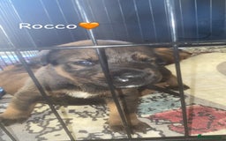 Mixed Breed dogs for sale: Beautiful Puppies For Sale!!! - Image 15