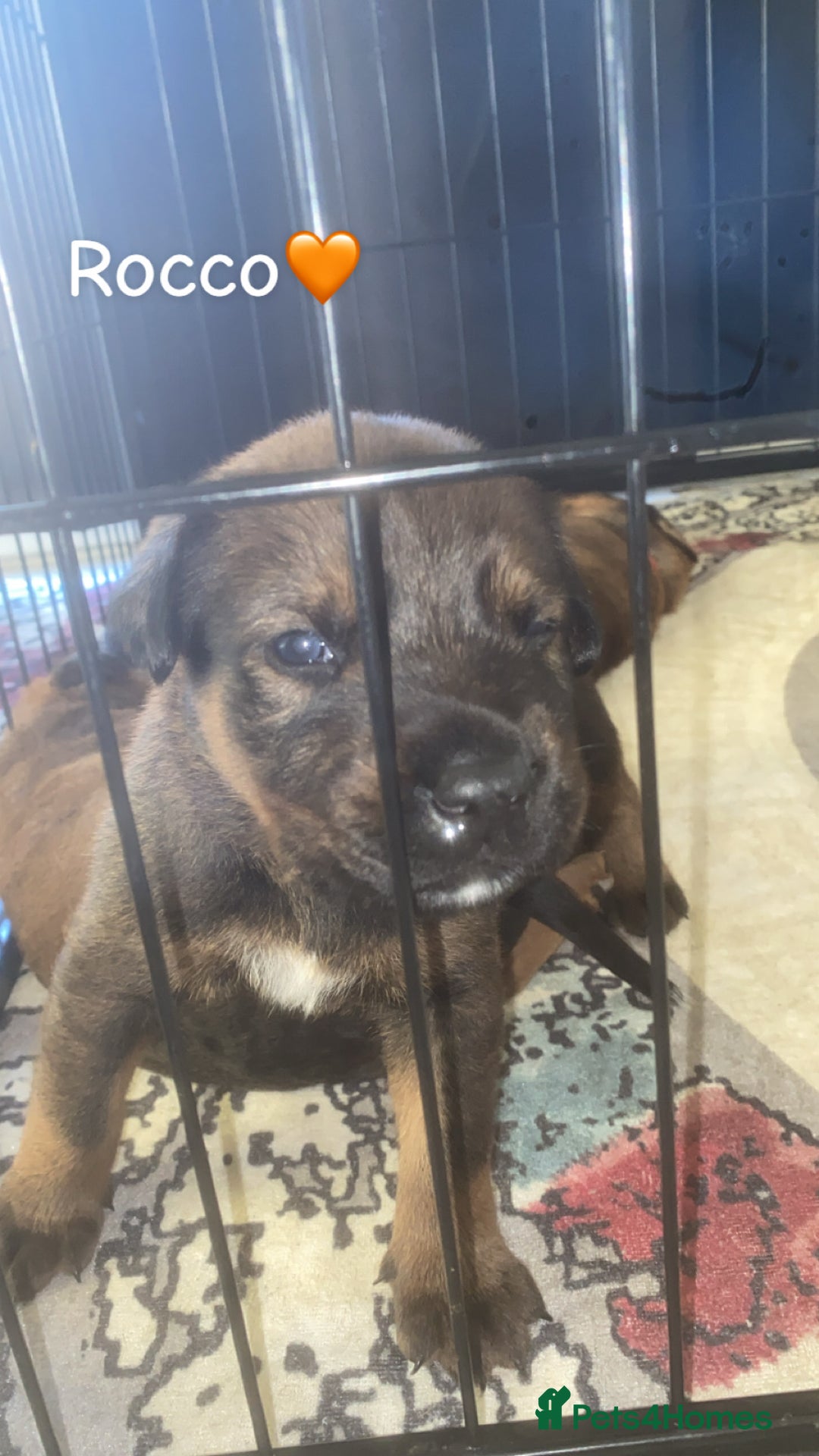 Mixed Breed dogs for sale: Beautiful Puppies For Sale!!! - Image 15