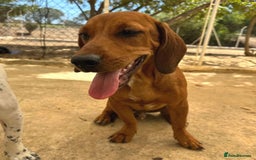 Mixed Breed dogs for adoption: Woody (Mini hound mix) - Advert 9