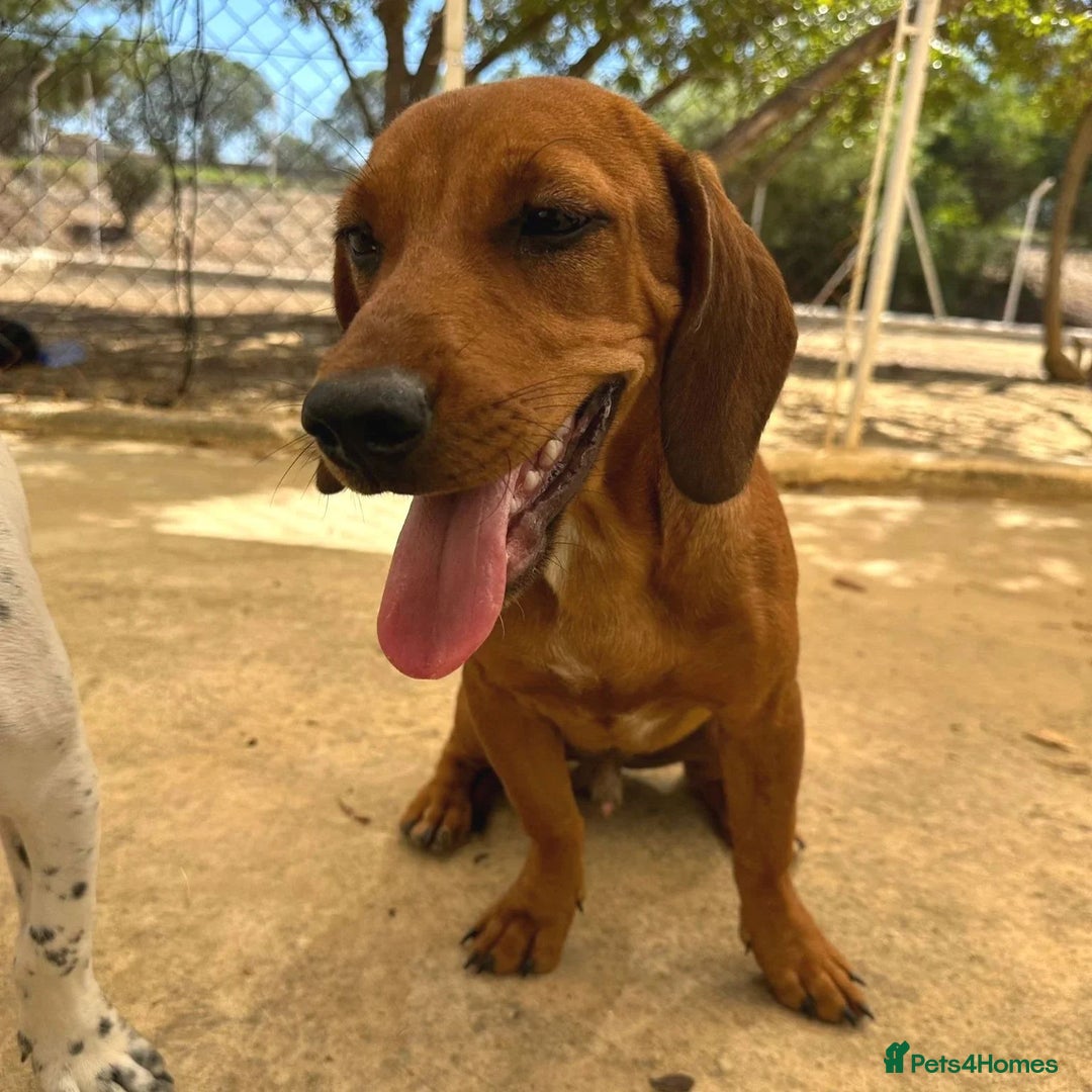 Mixed Breed dogs for adoption: Woody (Mini hound mix) - Advert 9