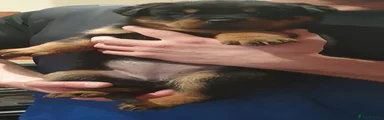 Rottweiler Puppy 3
