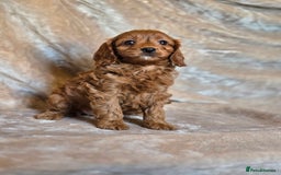Cavapoo dogs for sale: Gorgeous Fox Red Cavapoo health tested parents  - Image 31