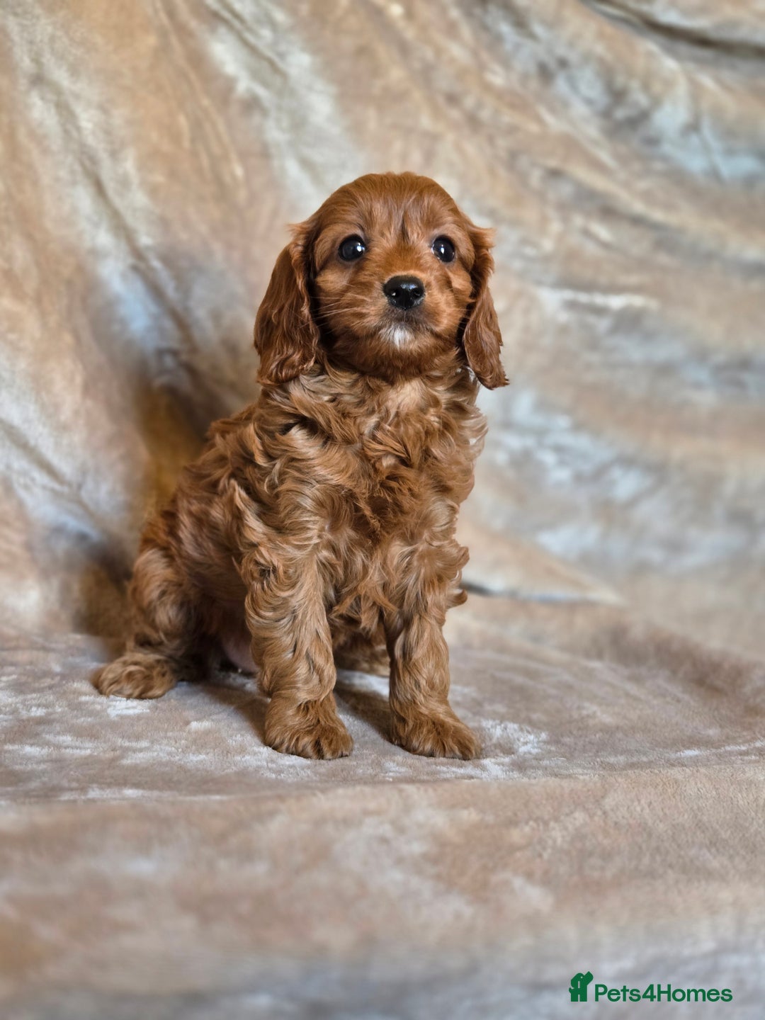 Cavapoo dogs for sale: Gorgeous Fox Red Cavapoo health tested parents  - Image 31