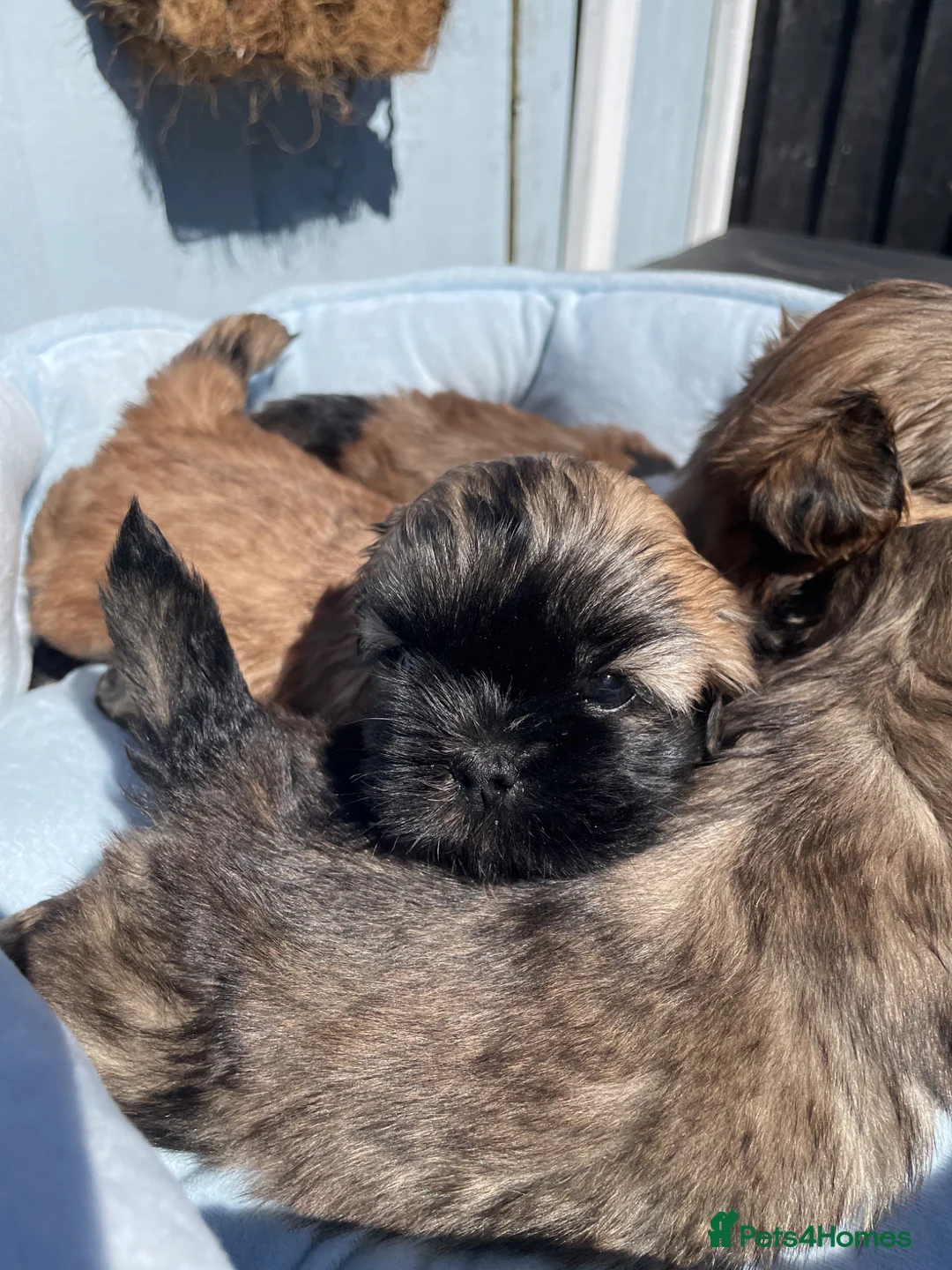 Shih Tzu dogs for sale: KC reg standard shihtzu - Advert 2