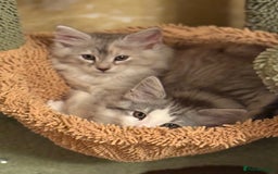 Norwegian Forest Cat cats for sale: SANNVENN Norwegian Forest Cats - Image 9