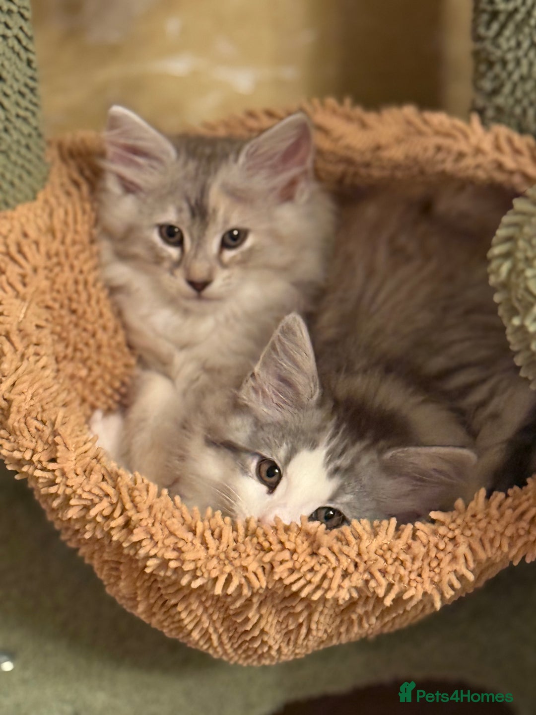 Norwegian Forest Cat cats for sale: SANNVENN Norwegian Forest Cats - Image 9
