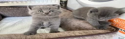 British Shorthair cats for sale: Purebred BSH Kittens- Premium & Imported Lineage - Advert 3