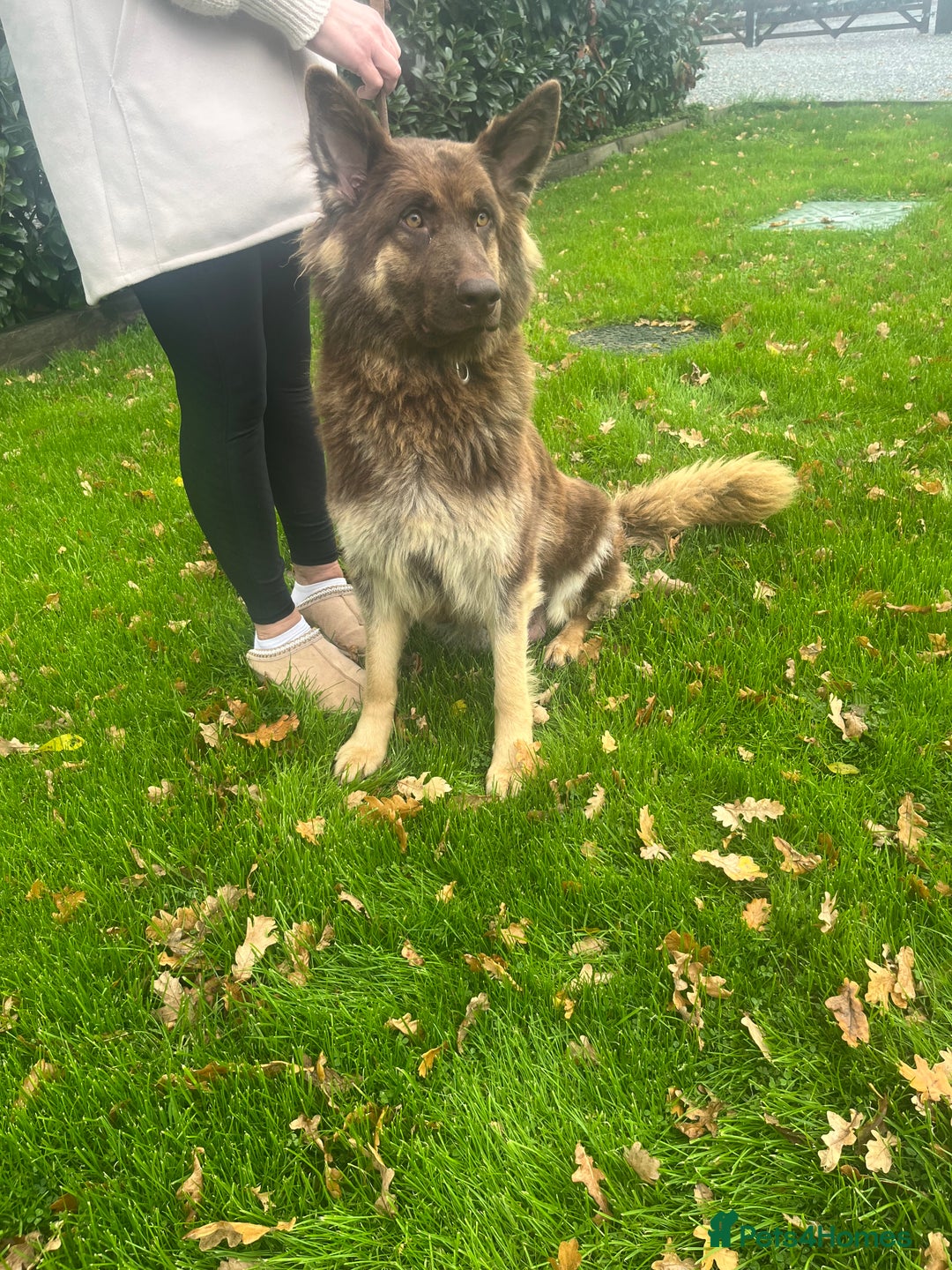 German Shepherd dogs for sale: Working KC GSD German shepherd puppies  - Advert 18