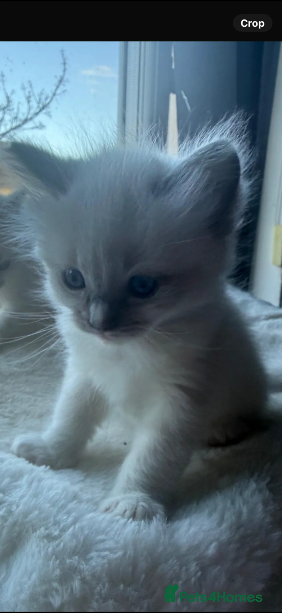 Ragdoll cats for sale: Ragdoll kittens in Glasgow - Advert 2