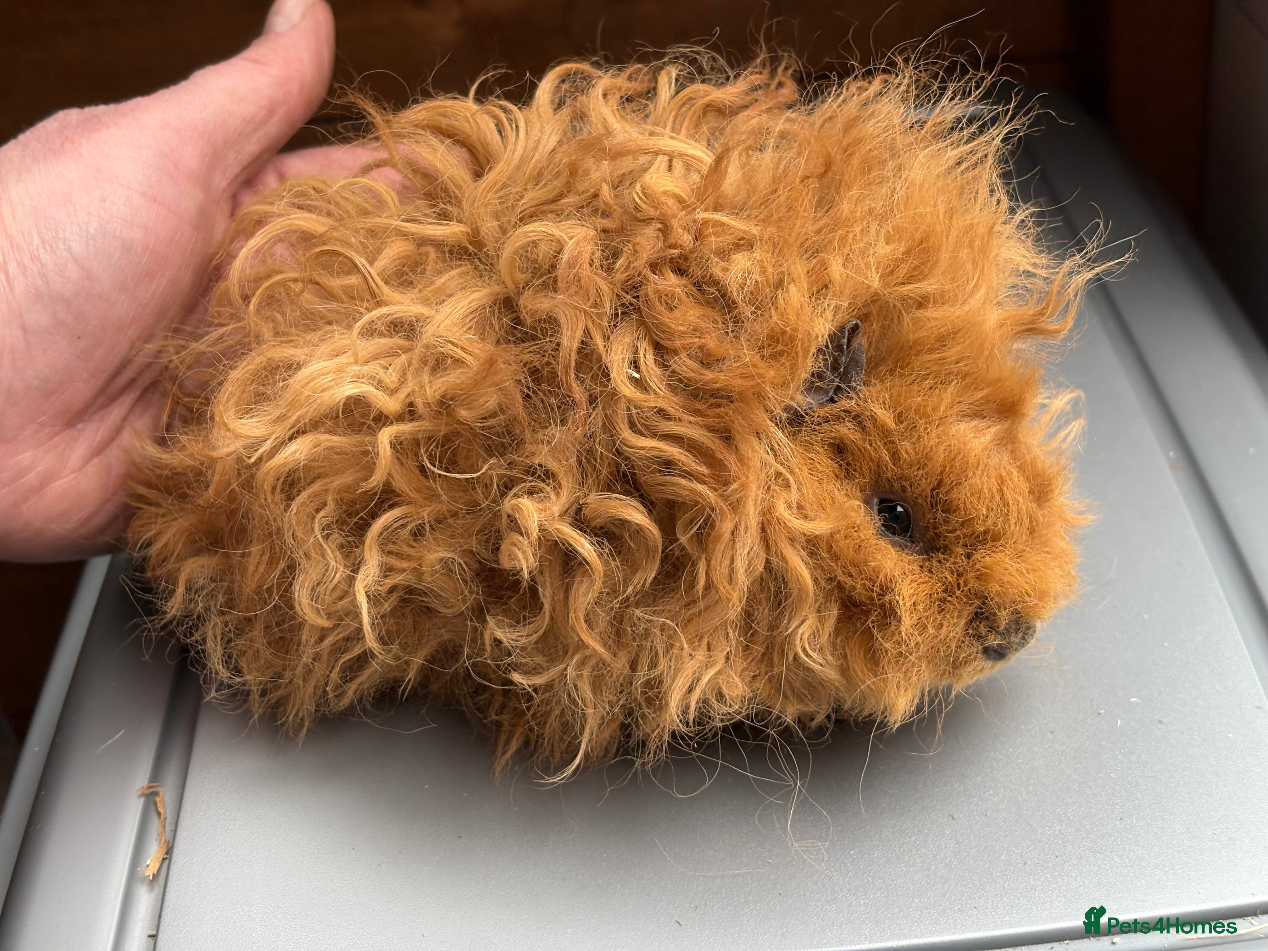 Guinea Pig rodents Lunkarya guinea pigs - Advert 5