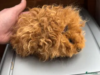 Guinea Pig rodents Lunkarya guinea pigs - Advert 1