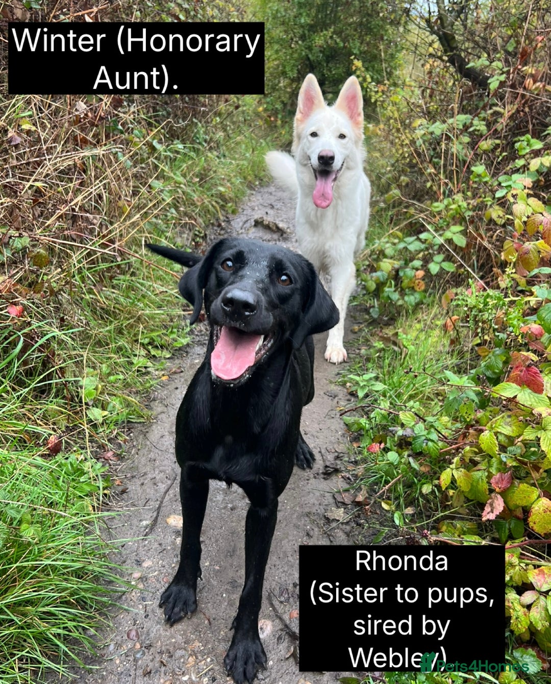 Labrador Retriever dogs for sale: 🖤🤎Superb, Kc Reg, Health Tested, Lab Pups🤎🖤 - Advert 7