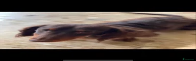 Miniature Dachshund 2