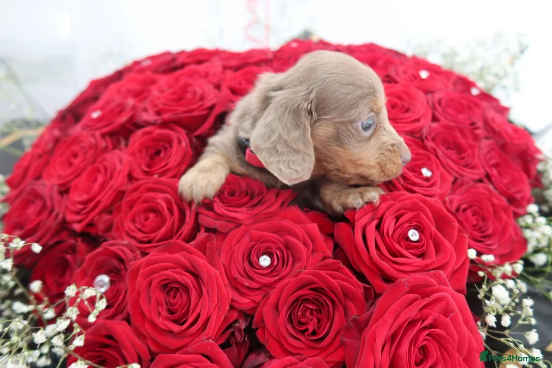 Miniature Dachshund dogs for sale: Last 2 blue&tan girls kc longhair mini dachshunds - Advert 3