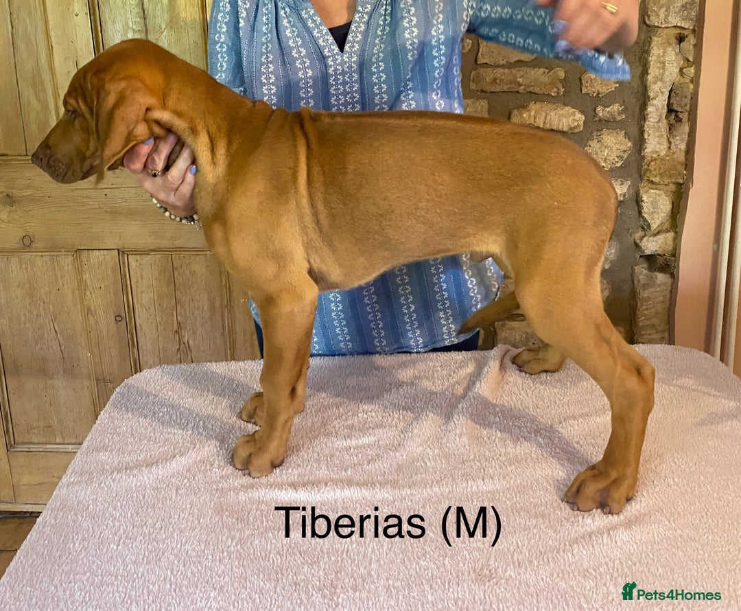Rhodesian Ridgeback dogs for sale: LADYLIUWA KC REG. LITTER: LAST TWO PUPS FOR SALE in Grantham - Image 36