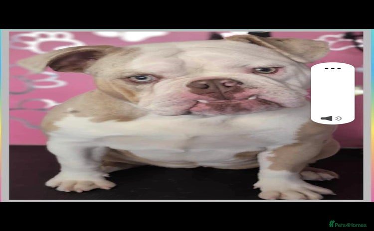 English Bulldog dogs - Advert 9
