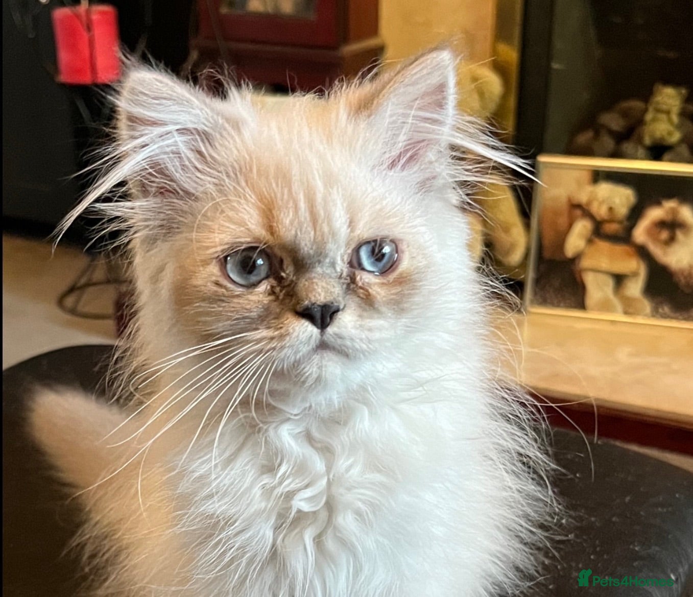 Persian cats Blue point male Persian kitten (Ready Now)  - Advert 1