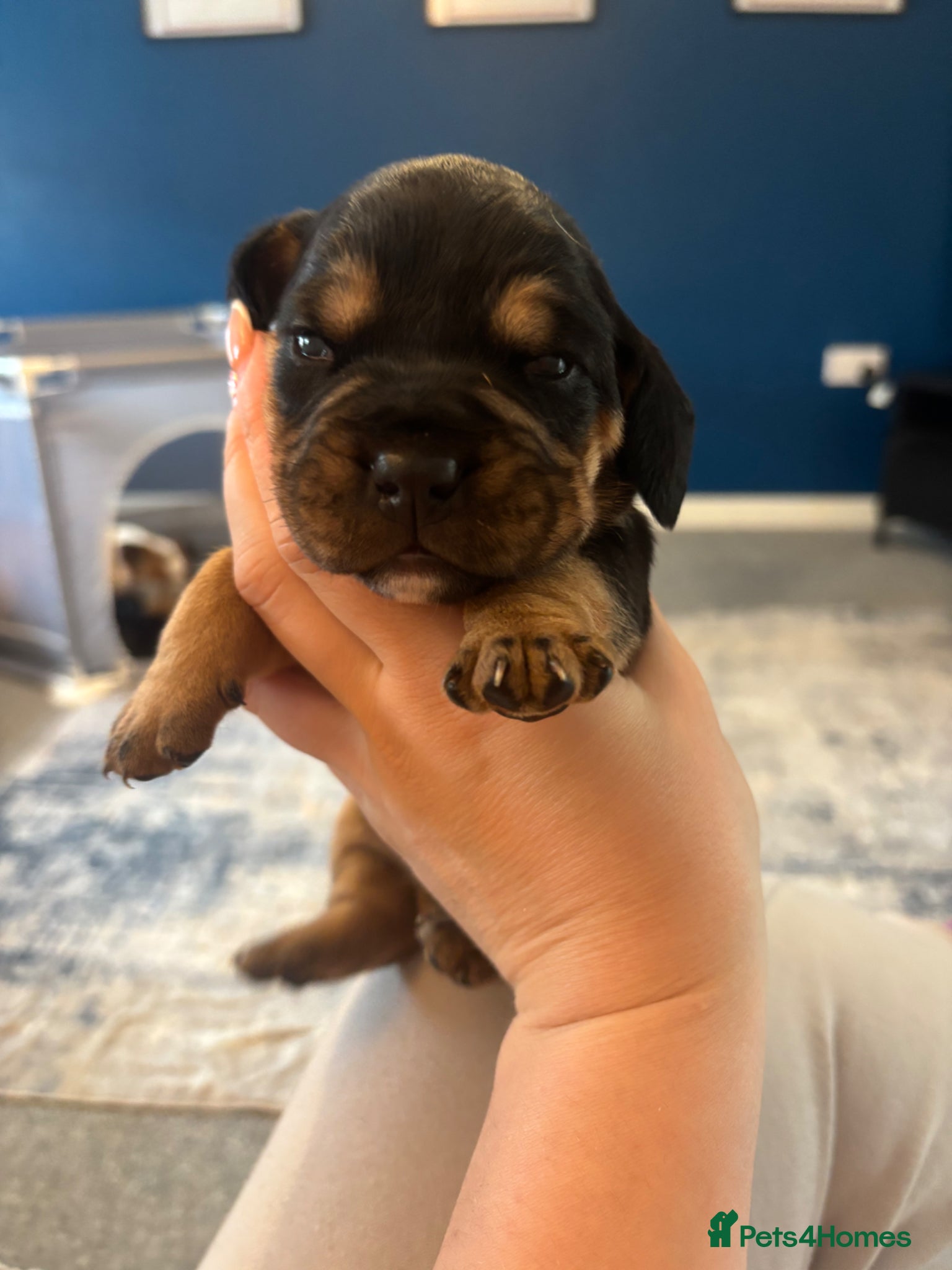 Mixed Breed dogs Cockerbull puppies born 16th March  - Advert 1