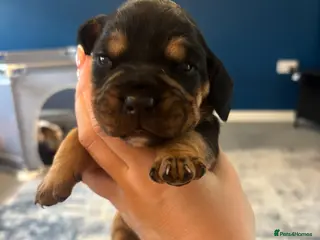 Mixed Breed dogs Cockerbull puppies born 16th March - Advert 2