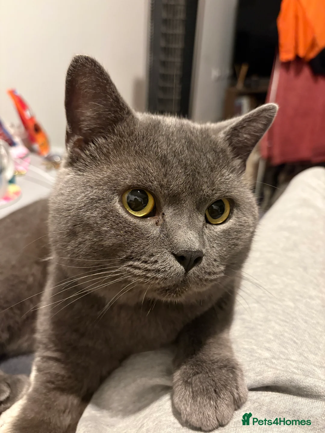 British Shorthair cats for sale: British shorthair - Advert 3