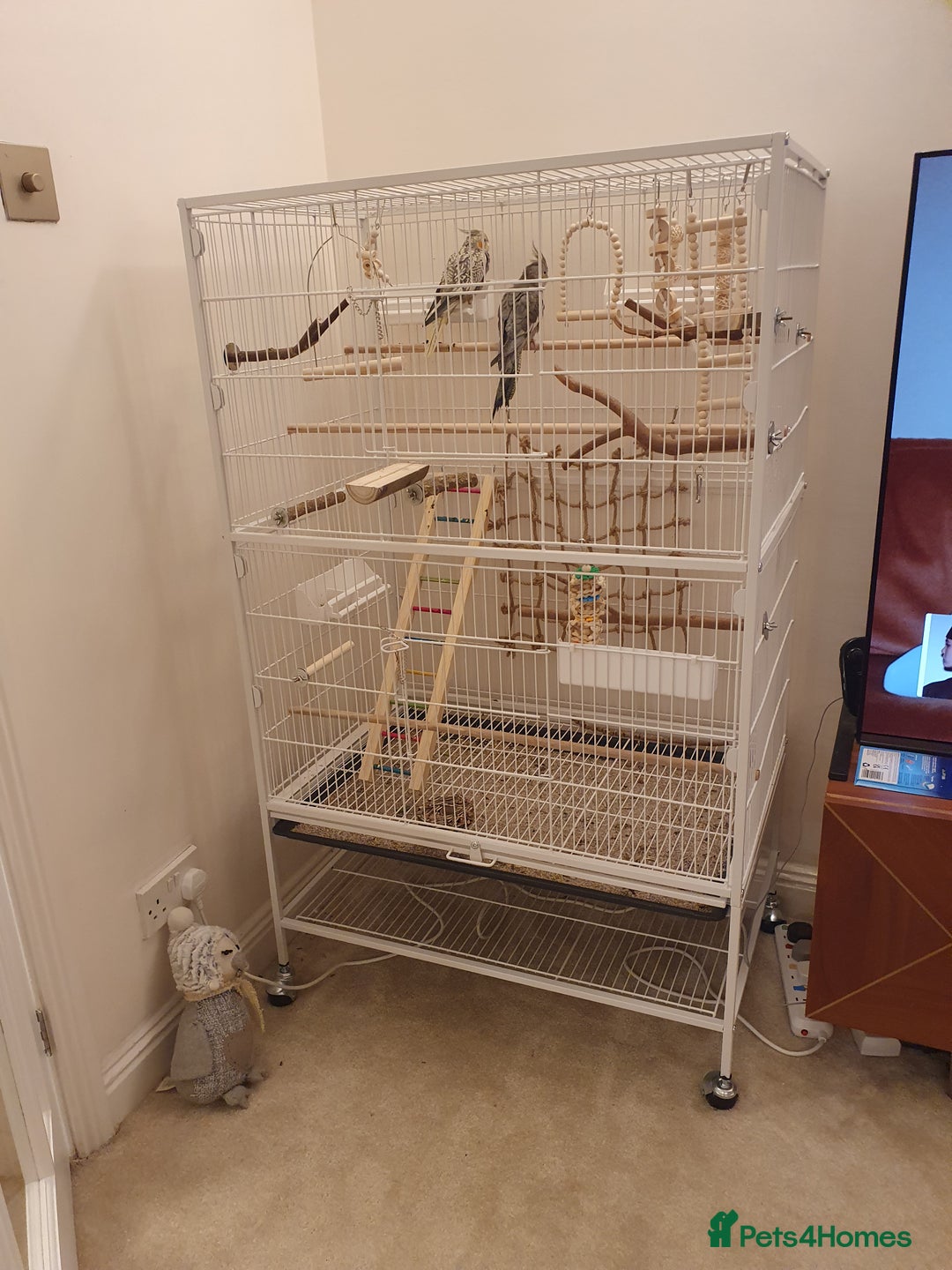 Cockatiels birds for sale: 2 Cockatiels - Hand reared - Advert 5