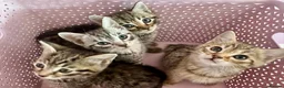 Bengal cats for sale: 4 gorgeous Bengal mix kittens - Advert 7