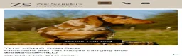 Miniature Dachshund dogs for sale: From DNA and health tested parents mini Daxi pups  in Mountain Ash - Advert 4