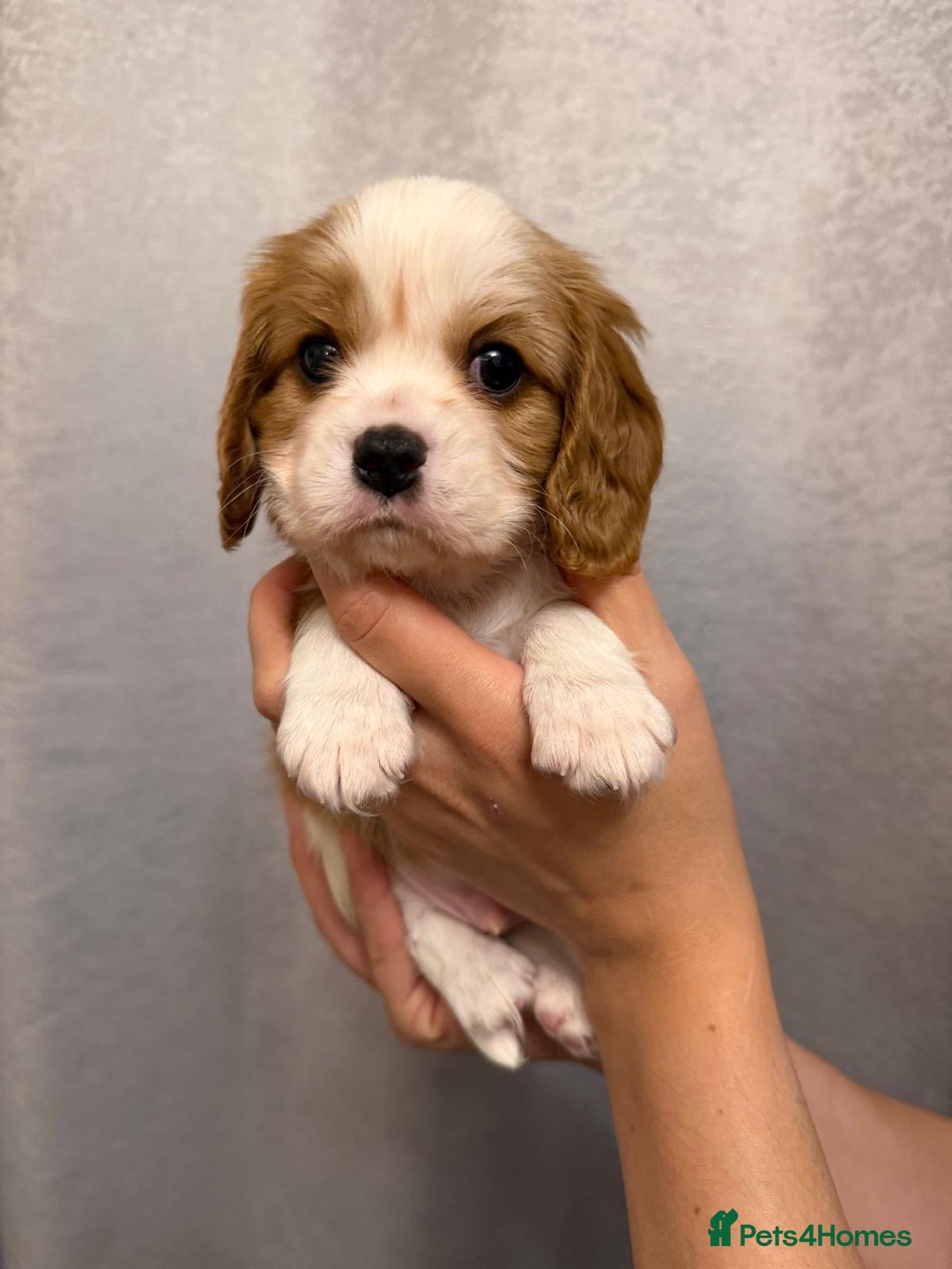 Cavalier King Charles Spaniel dogs for sale: Beautiful KC Registered Boy ✨ Health Tested ✨ - Advert 37