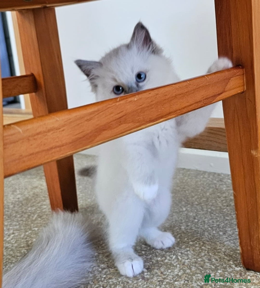 Ragdoll cats for sale: Calm & Lovin Rag dolls super sweet - Image 4