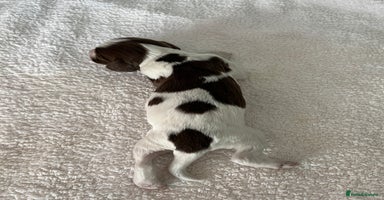 English Springer Spaniel dogs in Stirling - Advert 7