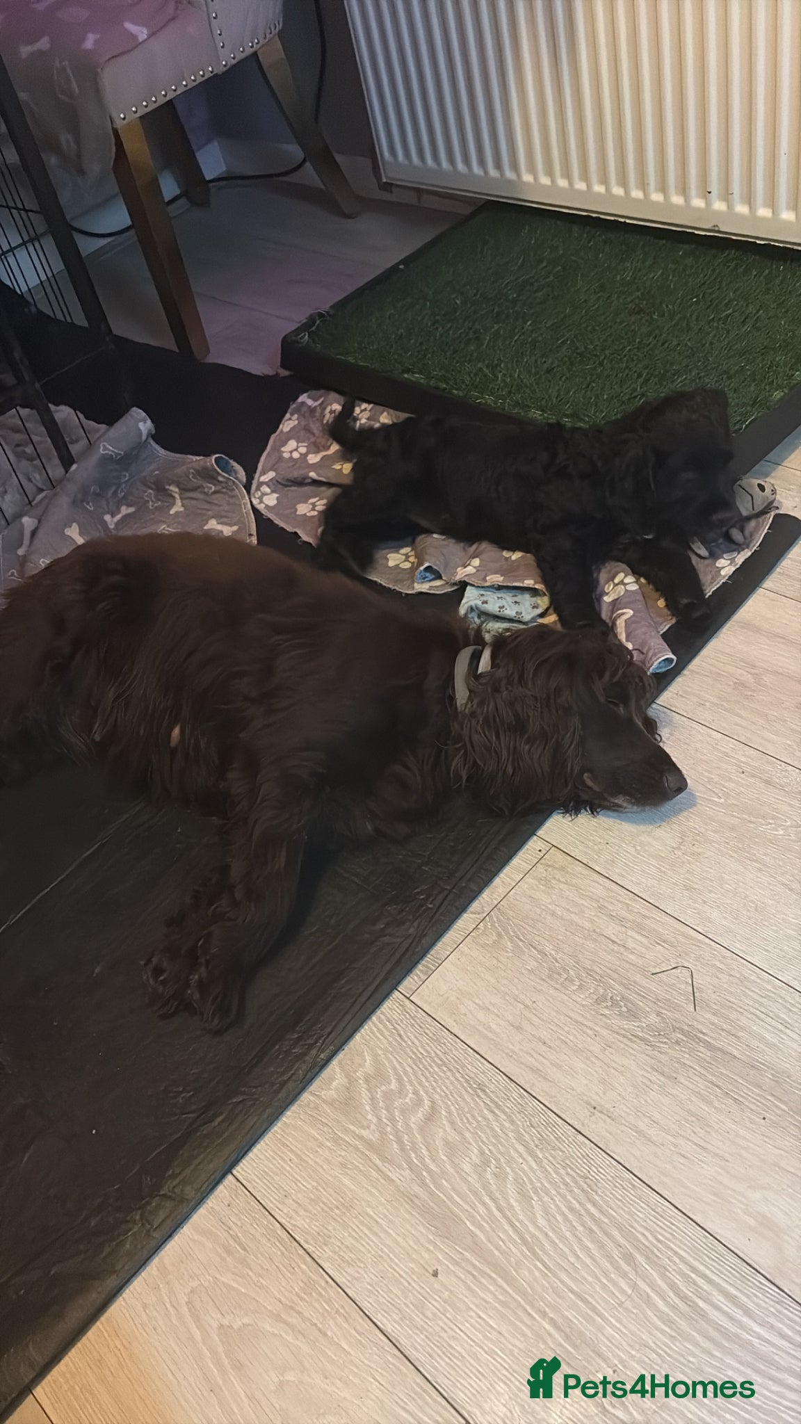 Cocker Spaniel dogs Gentle boy  - Advert 3