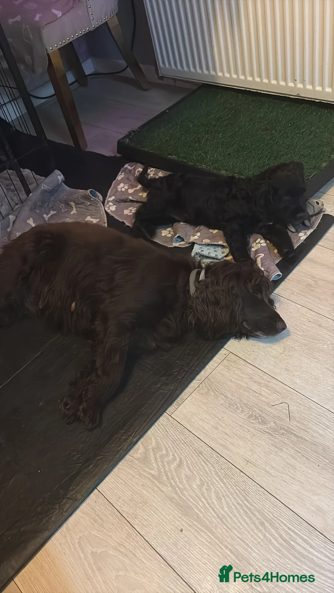 Cocker Spaniel dogs for sale: Gentle boy  - Advert 1