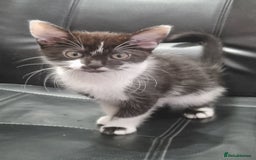 Domestic Shorthair cats for sale: 4 Perfect Little Kittens for Sale - Image 6