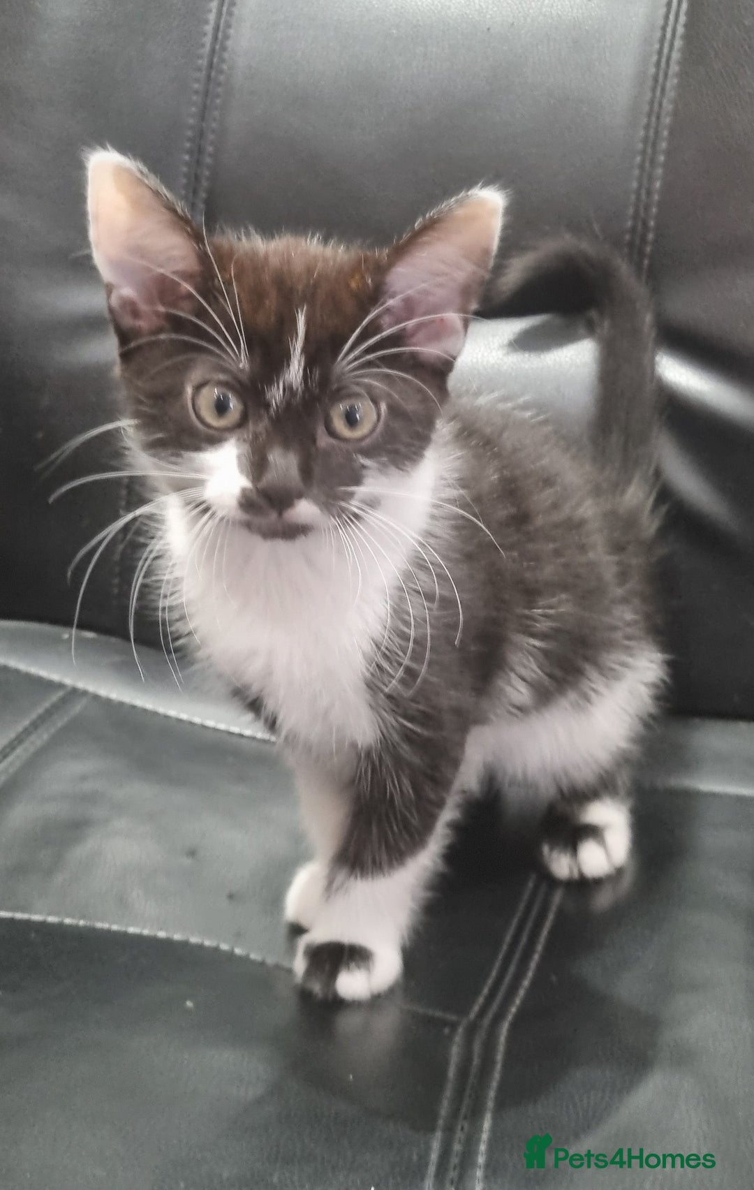 Domestic Shorthair cats for sale: 4 Perfect Little Kittens for Sale - Image 6