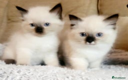Ragdoll cats for sale: Gorgeous Ragdoll Kittens in Wednesbury - Image 1