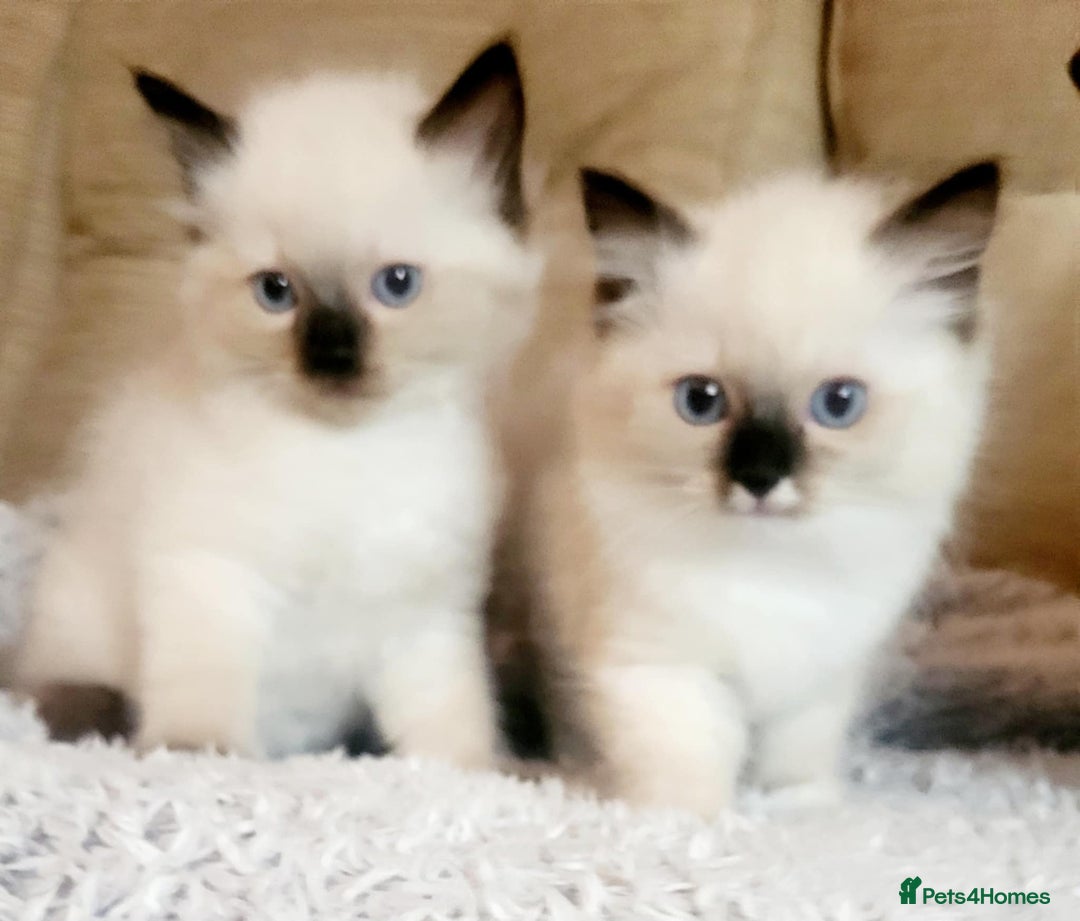 Ragdoll cats for sale: Gorgeous Ragdoll Kittens in Wednesbury - Image 1