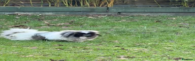 Pekingese 1