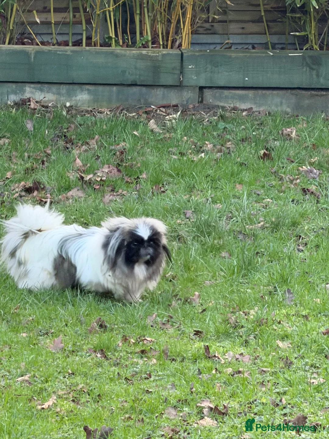 Pekingese dogs for sale: Kc Female adult Parti Pekingnese 2 years  - Advert 2