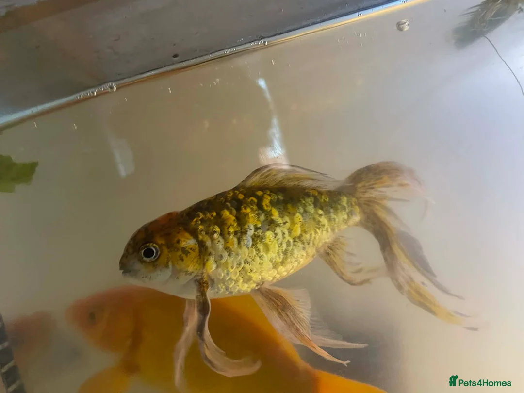 Goldfish fish for sale: Goldfish - Advert 5