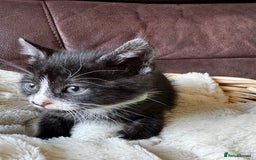 British Shorthair cats for sale: Gorgeous British Shorthair Kittens   - Image 18