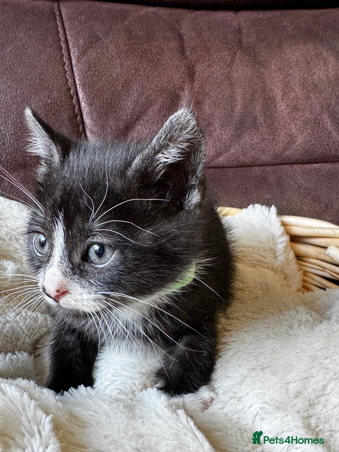 British Shorthair cats for sale: Gorgeous British Shorthair Kittens   - Image 18