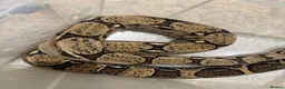 Boa Snake reptiles for sale: Boa Constrictor 7+ ft Female CB2014  in Doncaster - Advert 3