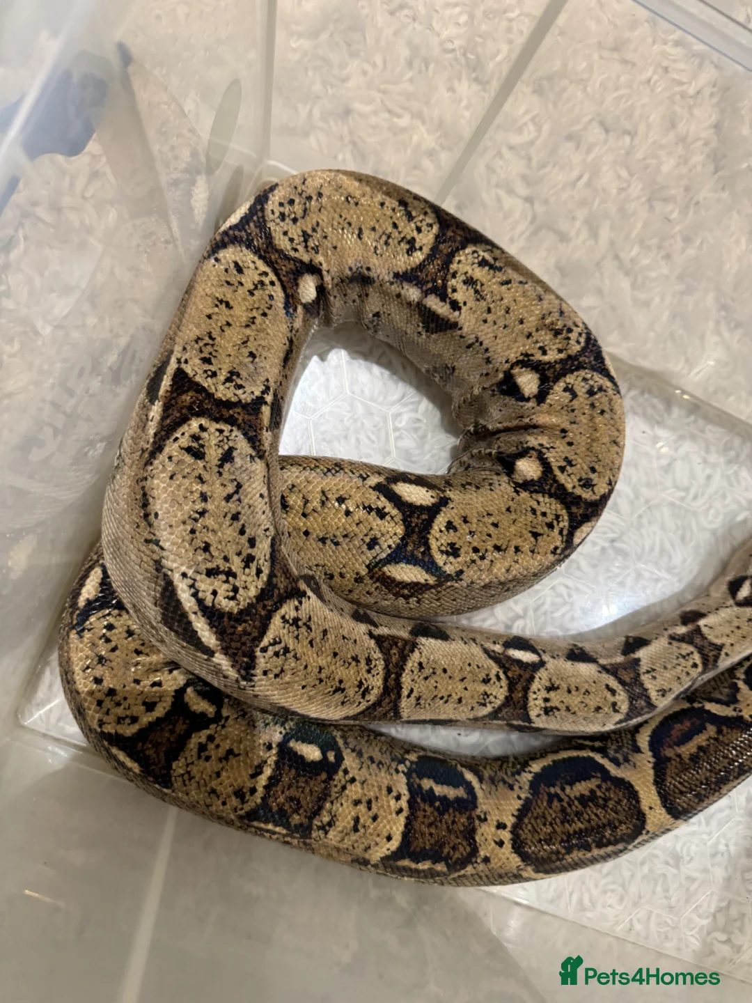 Boa Snake reptiles for sale: Boa Constrictor 7+ ft Female CB2014  in Doncaster - Advert 3