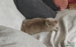 British Shorthair cats for sale: Fawn male Shorthair Tica  - Image 6