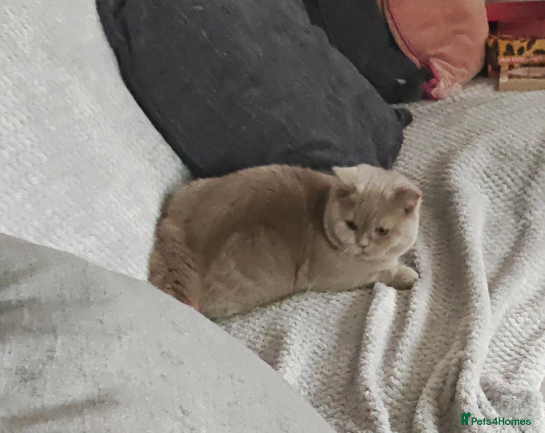 British Shorthair cats for sale: Fawn male Shorthair Tica  - Image 6