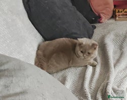 British Shorthair cats - Advert 14