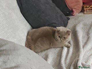 British Shorthair cats - Advert 13